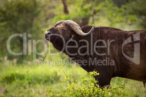 Cape buffalo lifts head in grassy clearing
