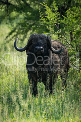 Cape buffalo looks at camera from bushes