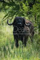 Cape buffalo looks at camera from bushes