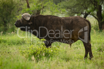 Cape buffalo in profile in grassy clearing
