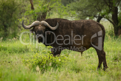 Cape buffalo facing camera in grassy clearing