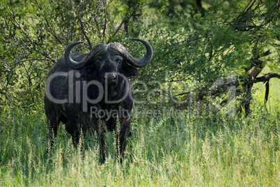 Cape buffalo facing camera from beside bushes