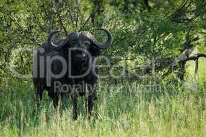 Cape buffalo facing camera from beside bushes