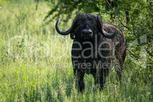 Cape buffalo faces camera from long grass