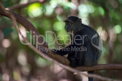 Blue monkey sitting on branch in shade