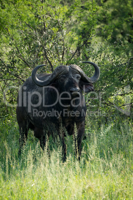 Cape buffalo faces camera from beside bushes