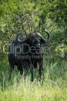 Cape buffalo faces camera from beside bushes