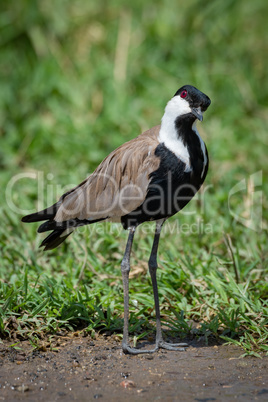 Blacksmith plover with head cocked beside grass