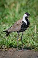 Blacksmith plover with head cocked beside grass