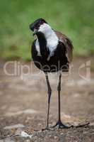 Blacksmith plover with cocked head on gravel
