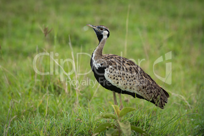 Black-bellied bustard with lifted head in grass