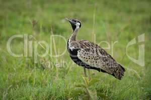 Black-bellied bustard with lifted head in grass