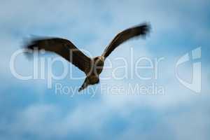 Black kite flying overhead with blurred wingtips
