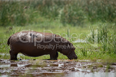 Bird casts shadow on hippopotamus in marsh