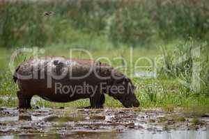 Bird casts shadow on hippopotamus in marsh