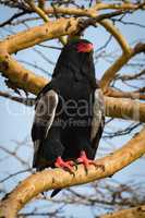 Bateleur eagle on thick branch staring out
