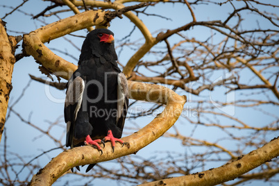 Bateleur eagle on thick branch staring ahead