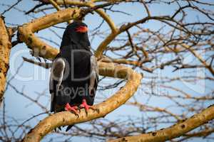 Bateleur eagle on thick branch staring ahead