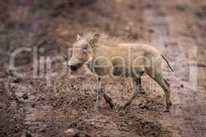 Baby warthog in profile crosses muddy track