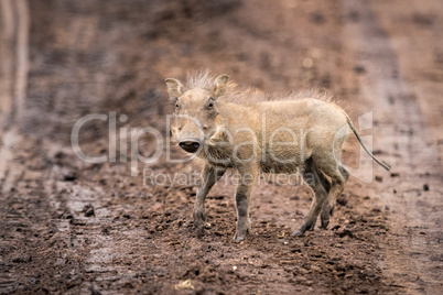 Baby warthog facing camera on muddy track