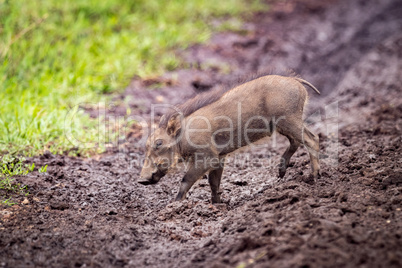 Baby warthog crosses muddy track beside grass