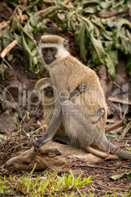 Baby vervet monkey with mother on rock