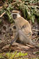 Baby vervet monkey with mother on rock