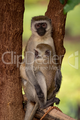 Baby vervet monkey with mother on pole