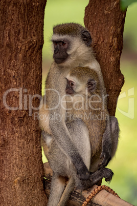 Baby vervet monkey with mother facing left