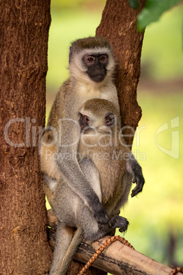 Baby vervet monkey with mother in tree