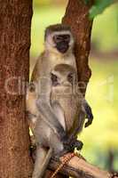 Baby vervet monkey with mother in tree