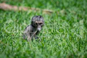 Baby vervet monkey facing camera in grass