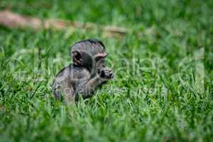 Baby vervet monkey eating in grassy meadow