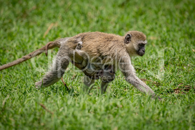 Baby vervet monkey clinging to walking mother