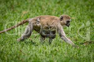 Baby vervet monkey clinging to walking mother