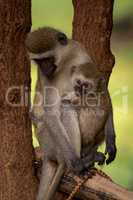 Baby vervet monkey and mother on pole