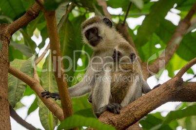 Baby vervet monkey and mother in tree