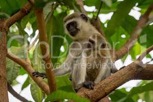 Baby vervet monkey and mother in tree