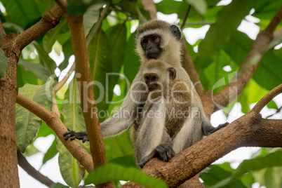 Baby vervet monkey and mother in branches