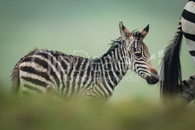 Baby plains zebra follows mother behind bushes