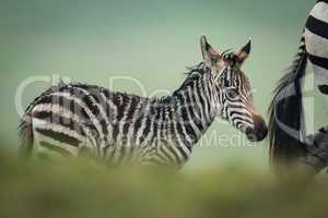 Baby plains zebra follows mother behind bushes