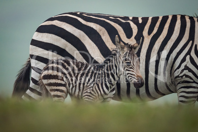 Baby plains zebra behind bank beside mother