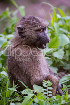 Baby olive baboon staring with open mouth