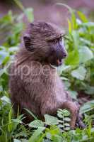 Baby olive baboon staring with open mouth