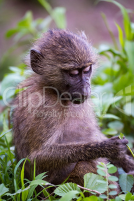 Baby olive baboon studying leaf in paw