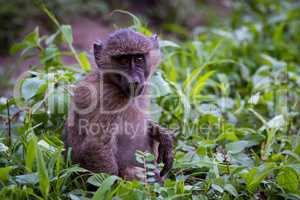 Baby olive baboon sitting amongst leafy plants