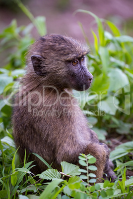 Baby olive baboon staring with mouth closed