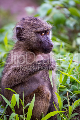 Baby olive baboon holding leaf looks right