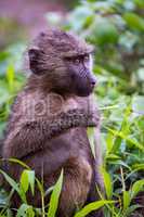 Baby olive baboon holding leaf looks right