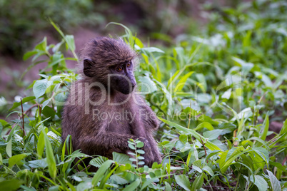 Baby olive baboon sitting among leafy plants